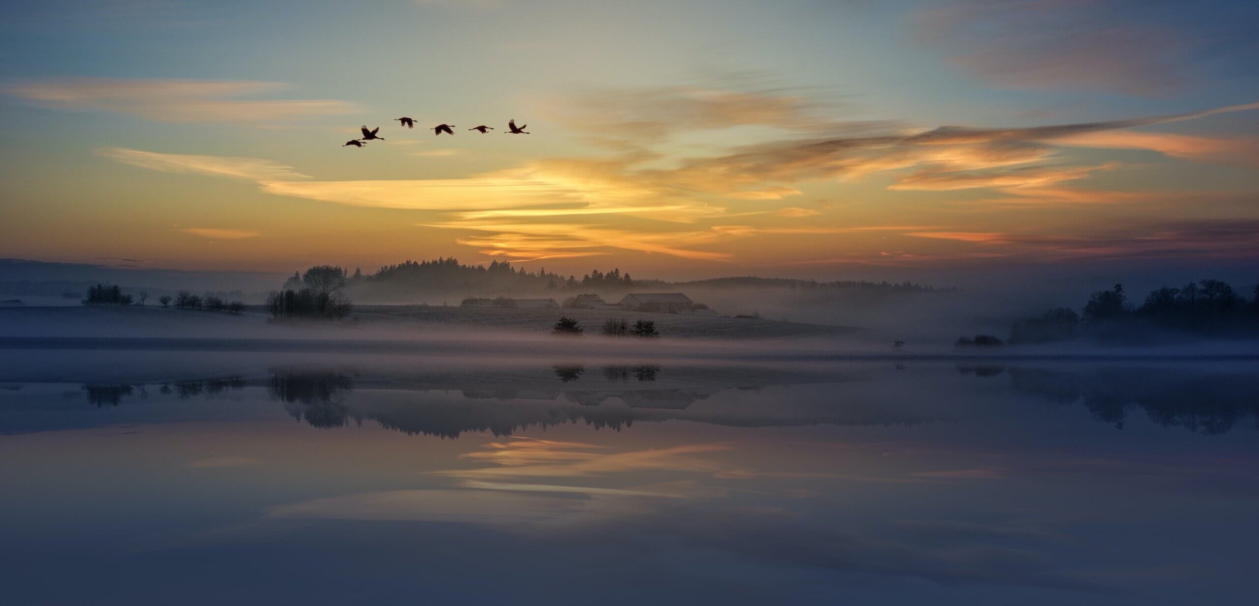 朝霧の中を飛ぶ鳥の群れ